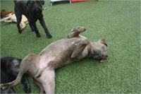daycare pic 100 - saddle belly